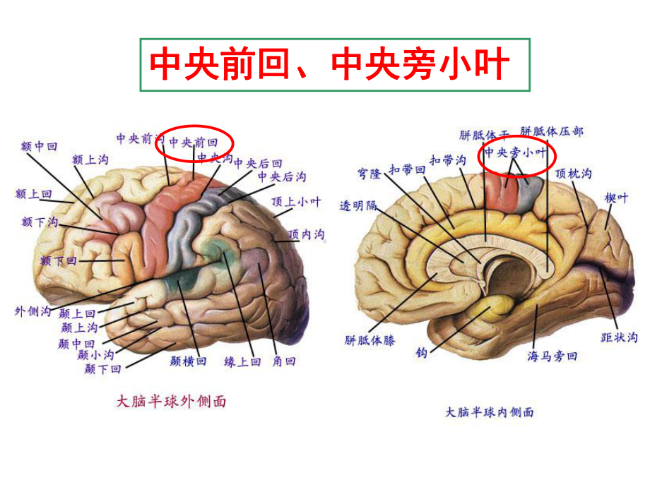 上下运动神经元的特点ppt演示课件.ppt_第3页