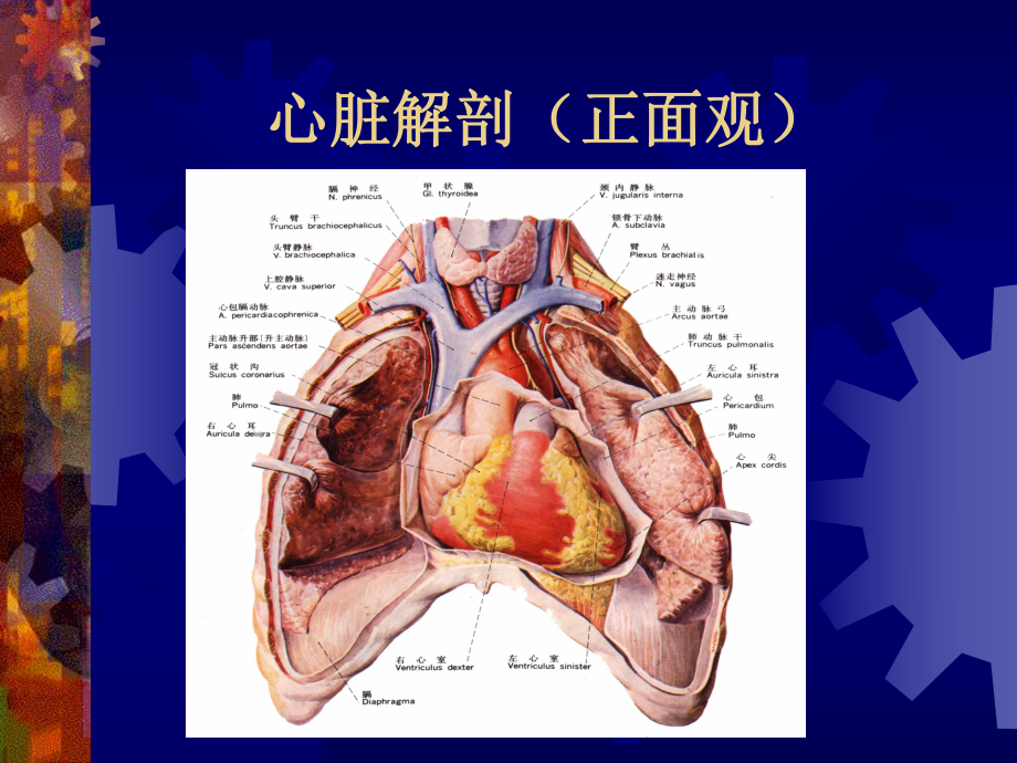 不停跳搭桥手术护理配合-唐美玲课件.ppt_第3页