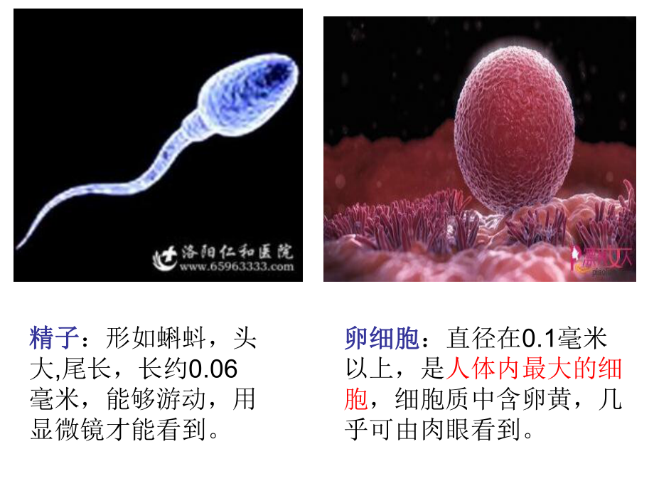 第二节人的生殖课件.ppt_第3页