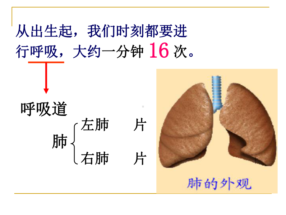 肺的气体交换课件.ppt_第1页