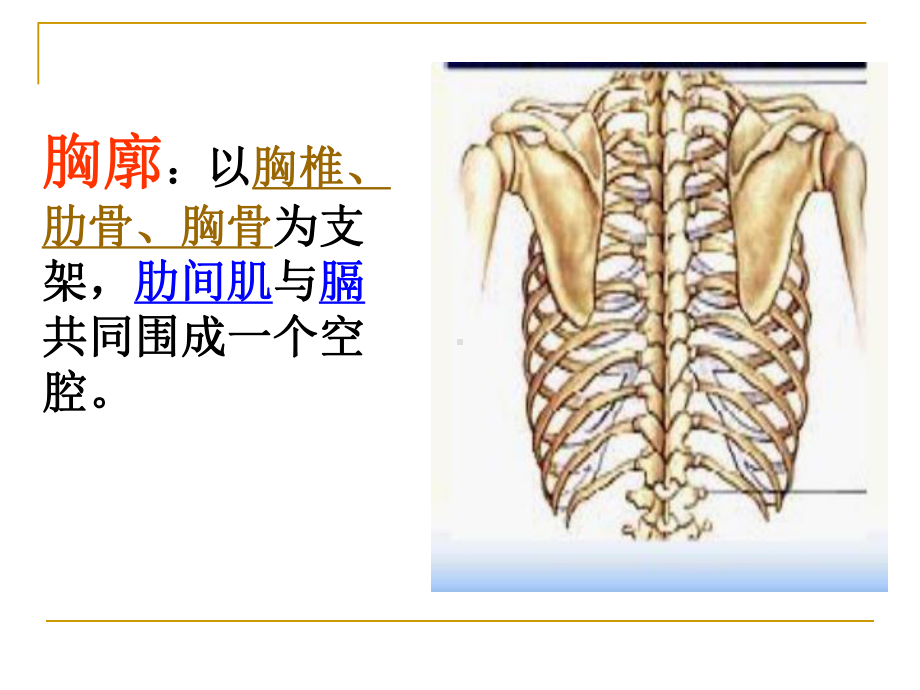 肺的气体交换课件.ppt_第3页