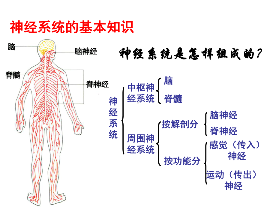 绝世好件神经调节一轮复习课件.ppt_第2页