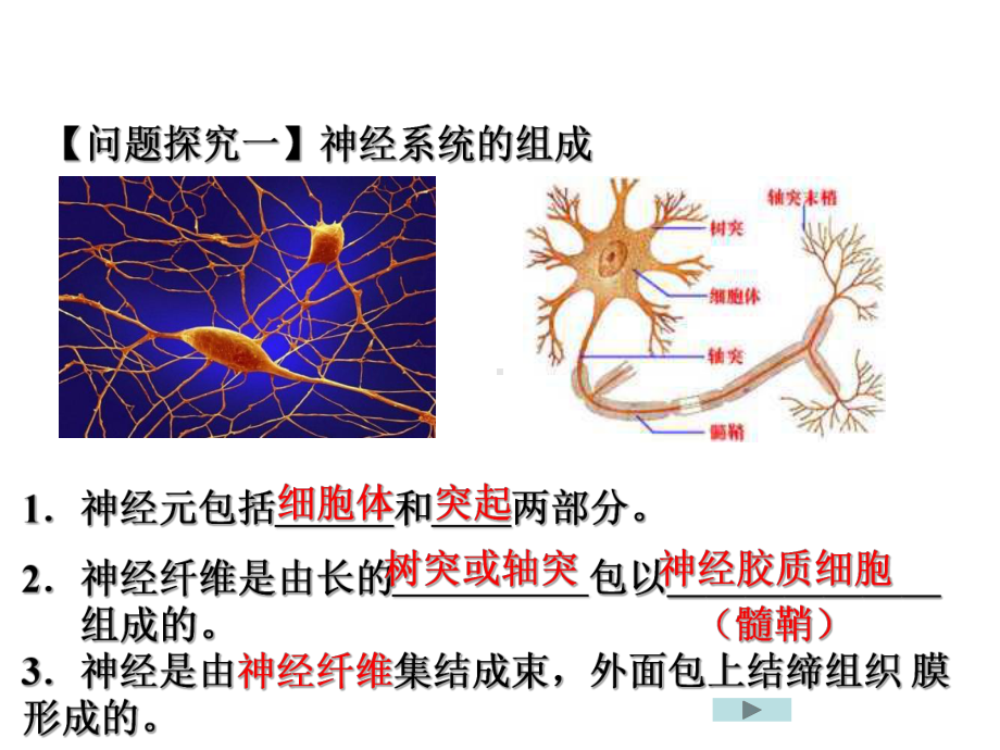 绝世好件神经调节一轮复习课件.ppt_第3页