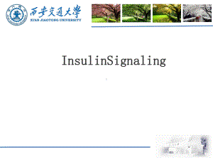 胰岛素信号通路InsulinSignaling课件.pptx