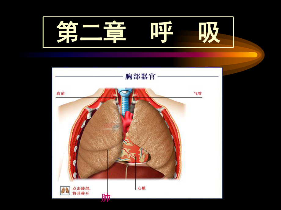 运动生理学第二章呼吸与运动资料课件.ppt_第1页