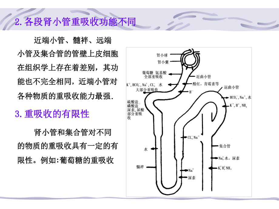 第8章肾脏生理重吸收和分泌功能课件.ppt_第3页