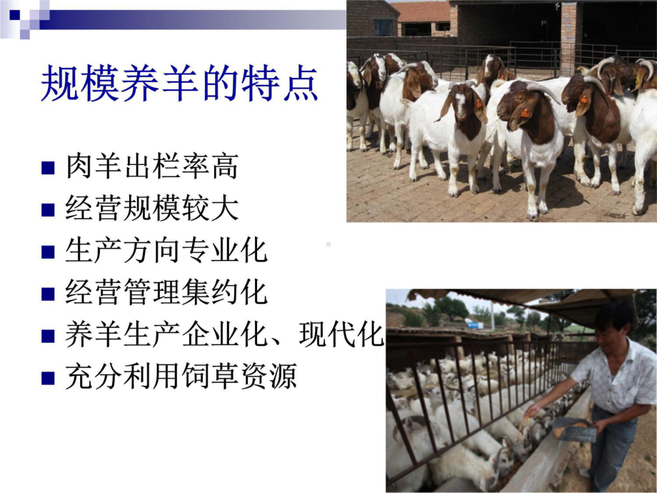 羊场养殖场修建课件.ppt_第2页