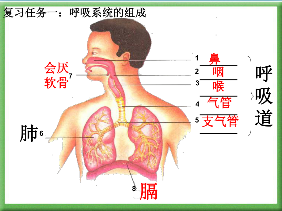 第三章人体的呼吸总复习课件.ppt_第2页