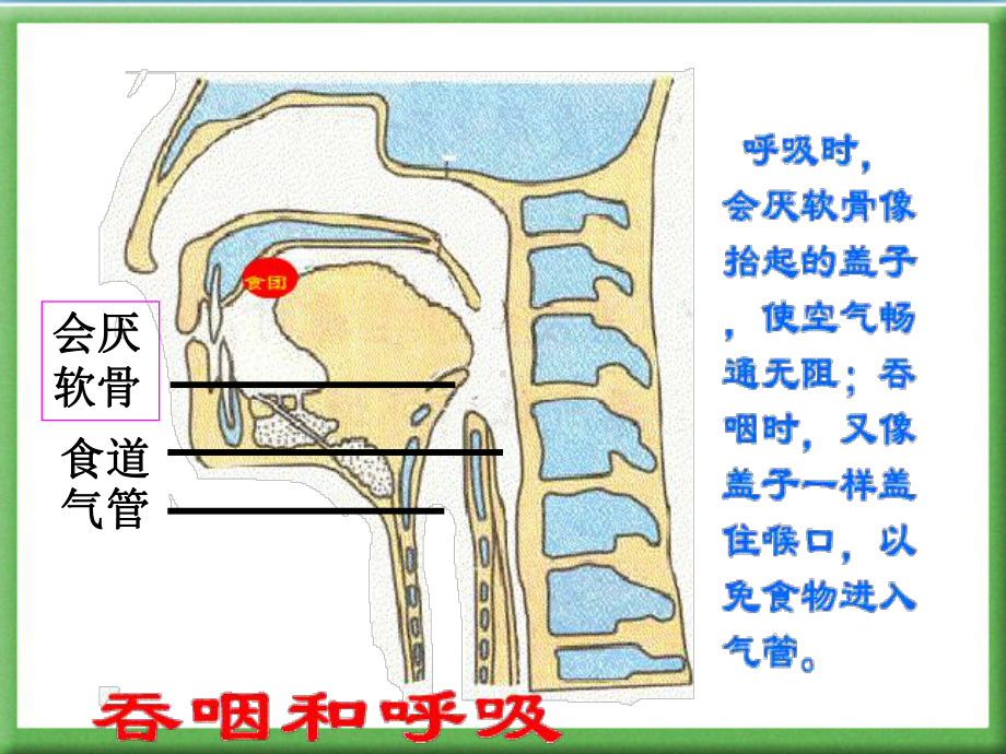 第三章人体的呼吸总复习课件.ppt_第3页