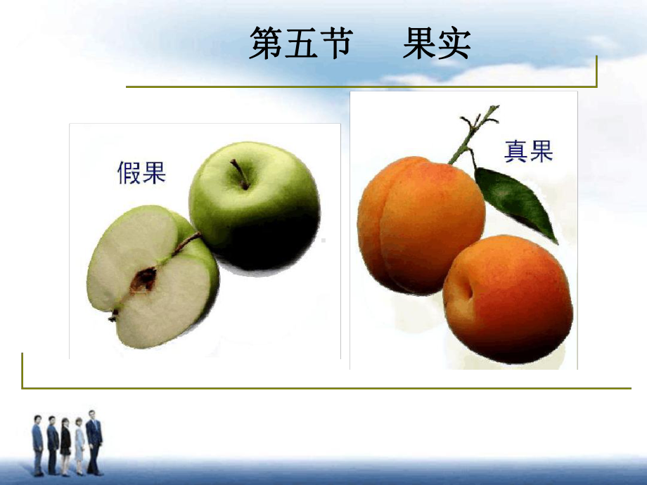 第三章植物的器官-果实课件.ppt_第3页