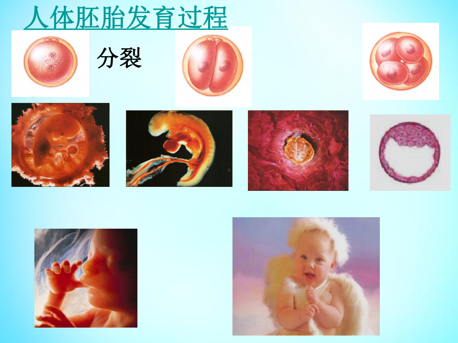 细胞分化一轮复习剖析课件.ppt_第2页