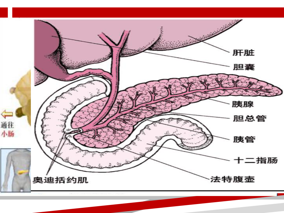 胰腺的解剖及生理功能.ppt课件.ppt_第2页