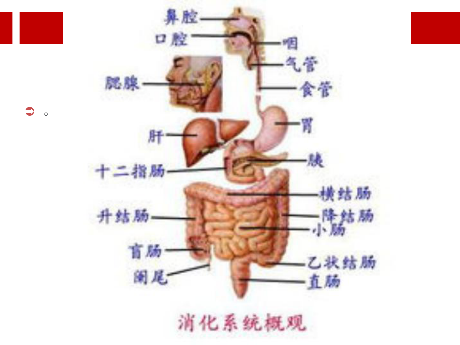 胃肠镜检查前后的护理课件.ppt_第2页