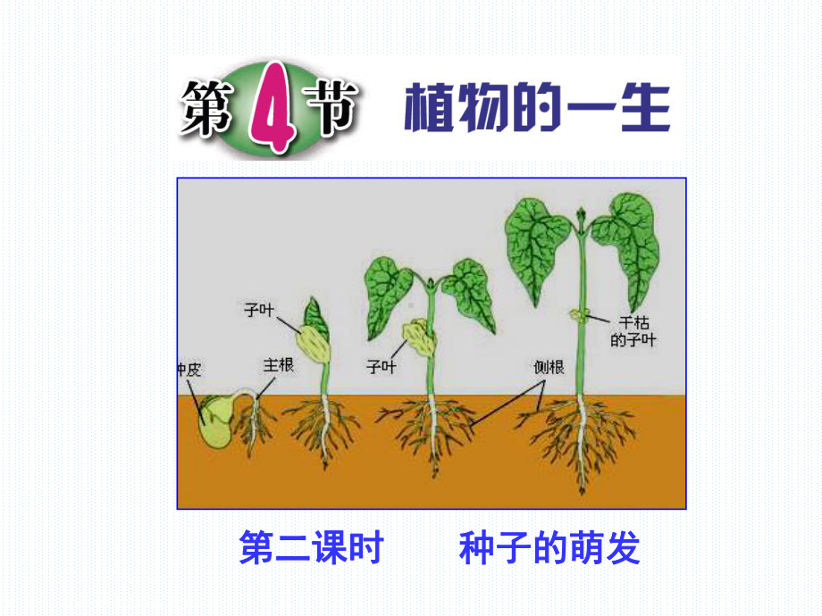 第二课时种子的萌发课件.ppt_第1页