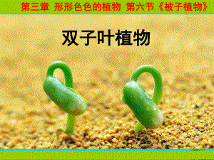 七年级生物上册第三章第六节被子植物-双子叶植物课件冀教版(精).ppt