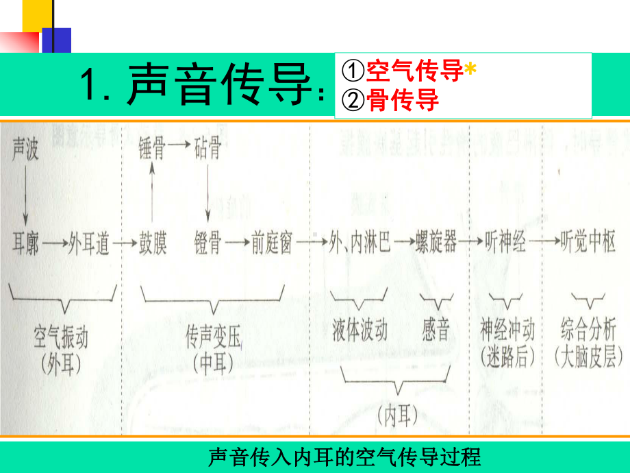 耳的生理功能(肖玉丽)课件.ppt_第2页