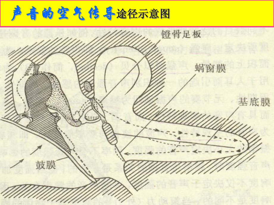 耳的生理功能(肖玉丽)课件.ppt_第3页