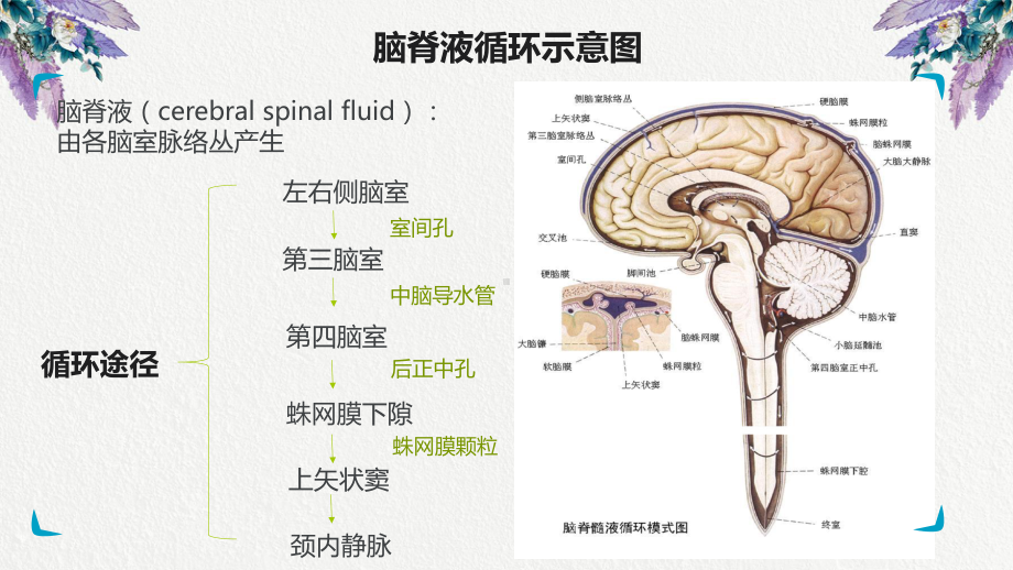 脑积水的护理.ppt课件.ppt_第3页