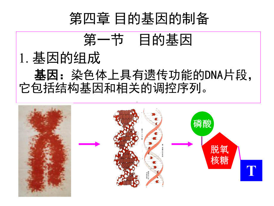 第四章目的基因的制备课件.ppt_第1页