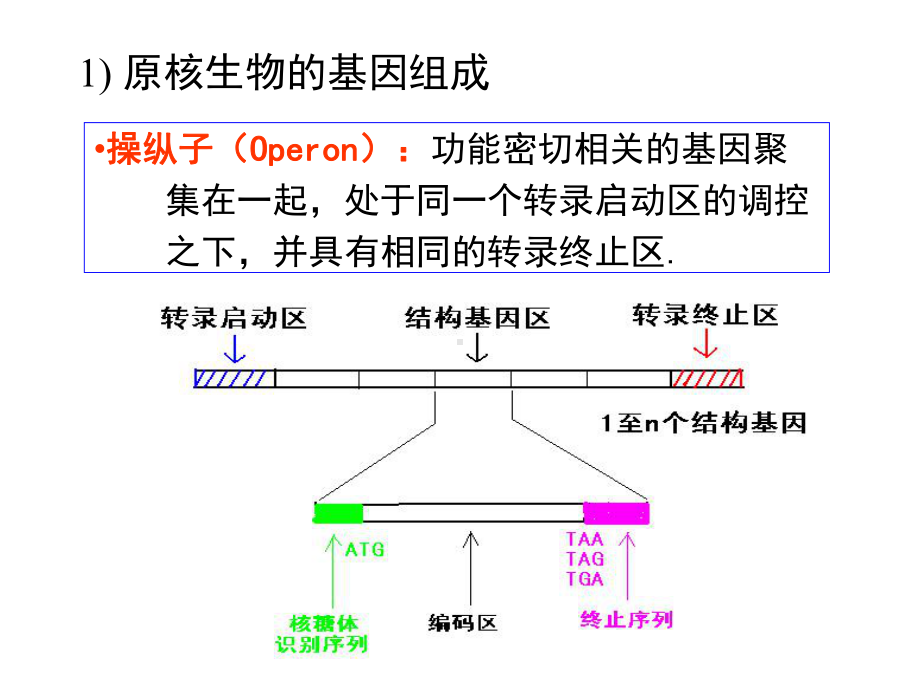 第四章目的基因的制备课件.ppt_第3页