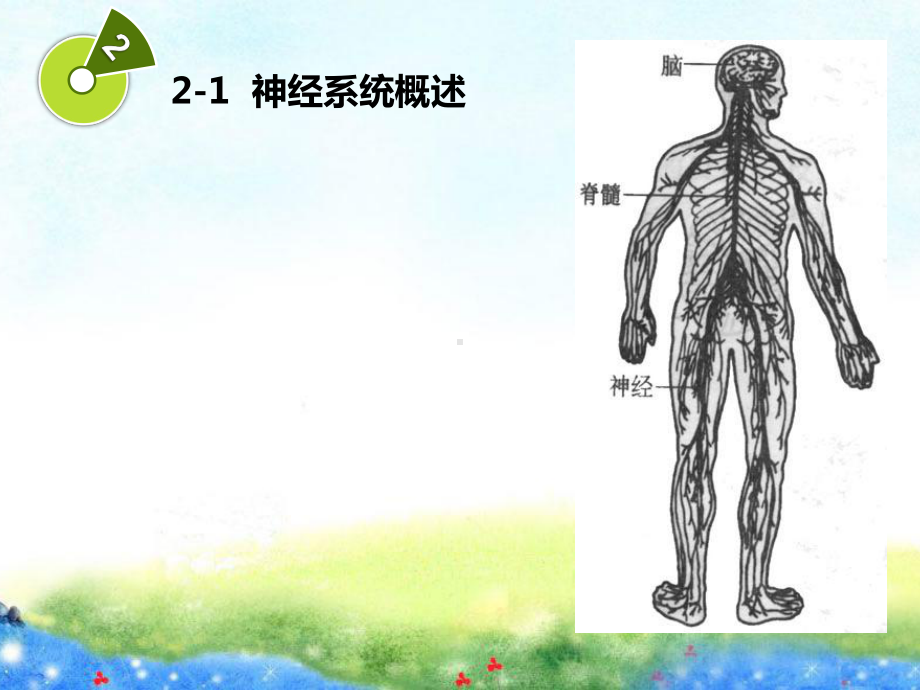 第二章(2)学前儿童神经系统的发育与保育课件.ppt_第2页