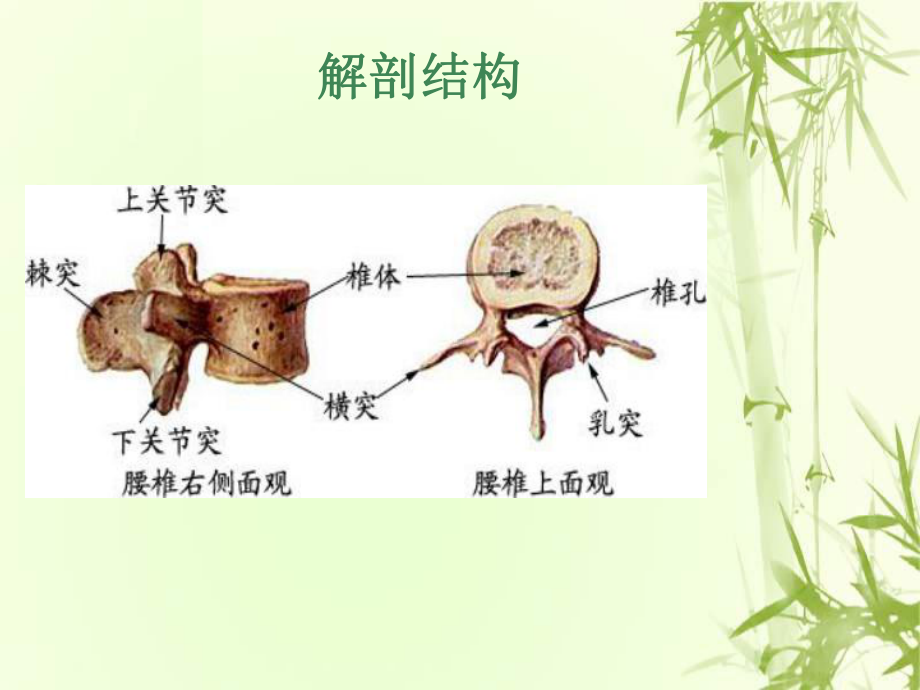 腰椎压缩性骨折护理查房培训课件.ppt_第3页