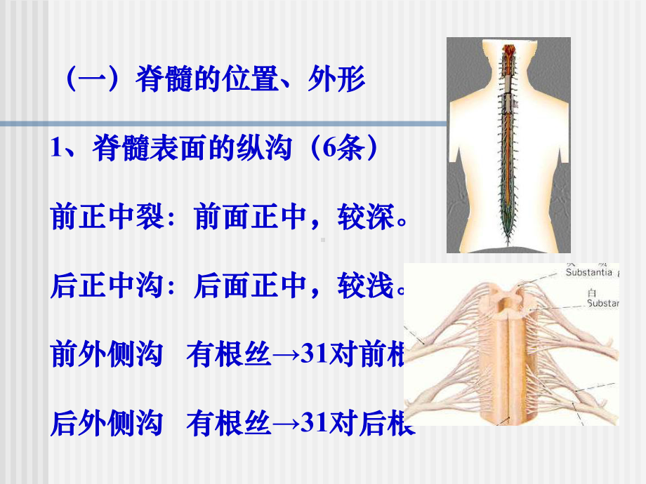 脊髓与神经课件.ppt_第2页