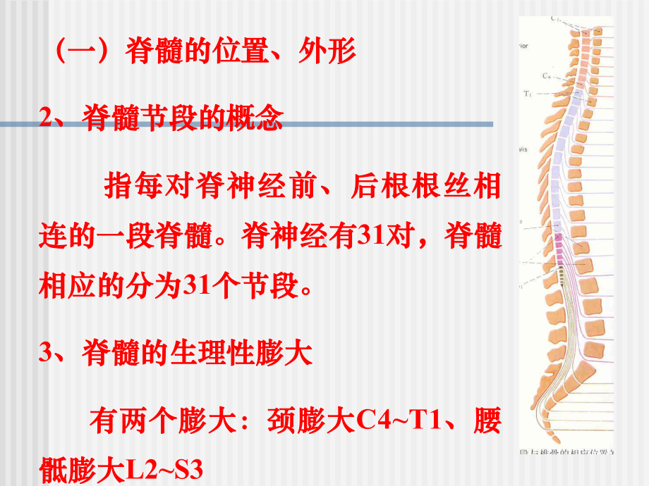 脊髓与神经课件.ppt_第3页