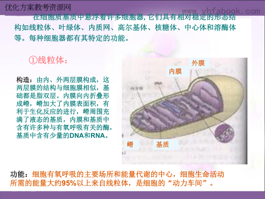 细胞器的结构与功能课件.ppt_第2页