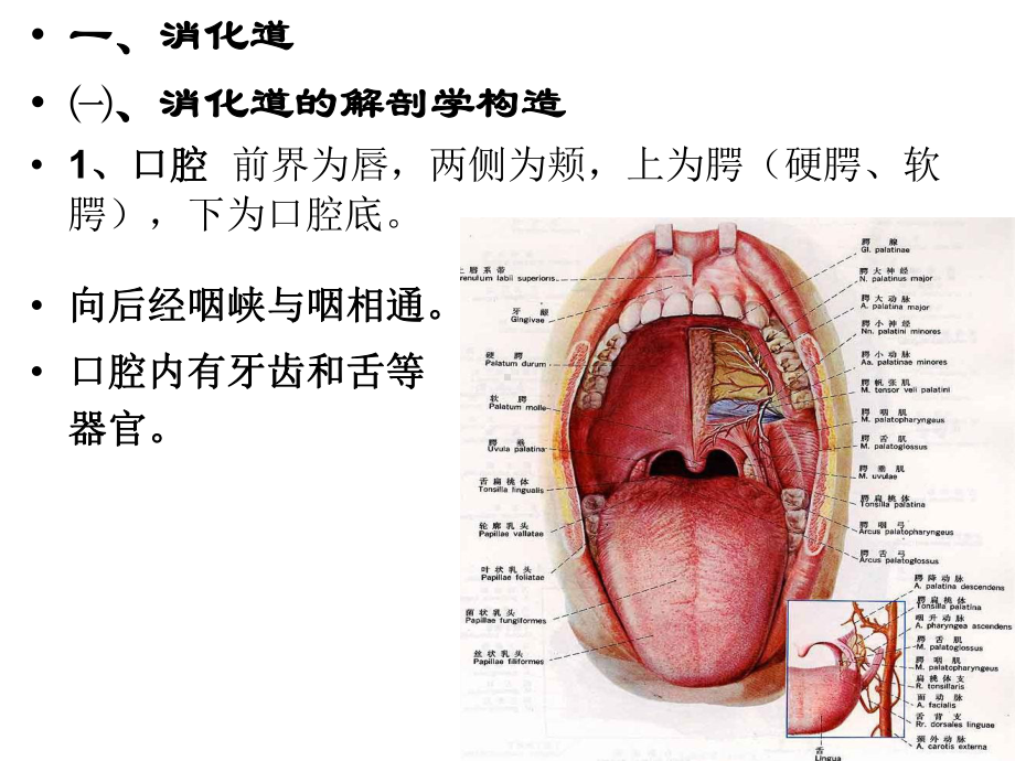 第八章-消化系统课件.ppt_第3页