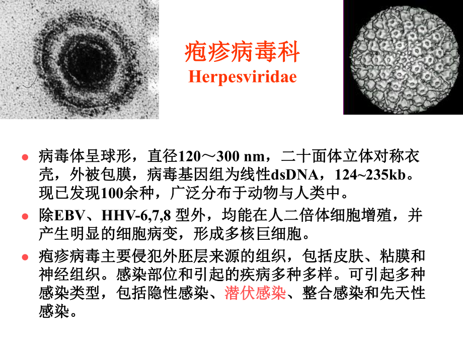 第二十七章-疱疹病毒课件.ppt_第1页