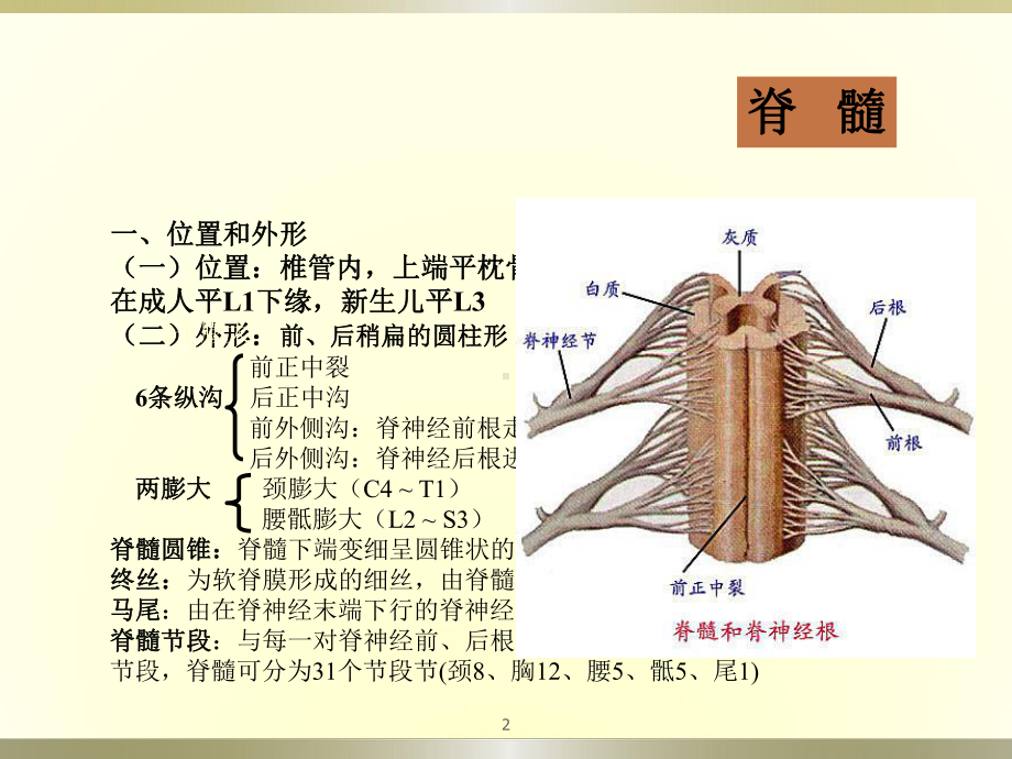 脊髓和脊神经课件.ppt_第2页