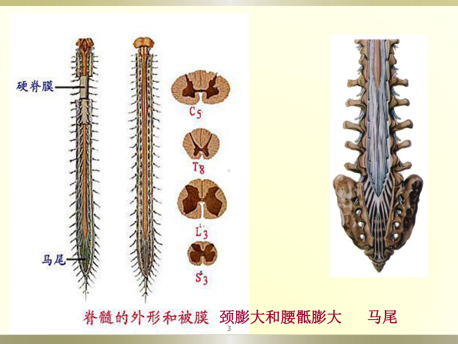 脊髓和脊神经课件.ppt_第3页