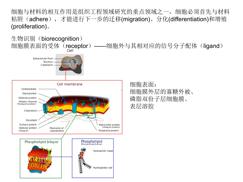 细胞在生物材料表面的粘附及影响粘附的因素课件.ppt_第2页