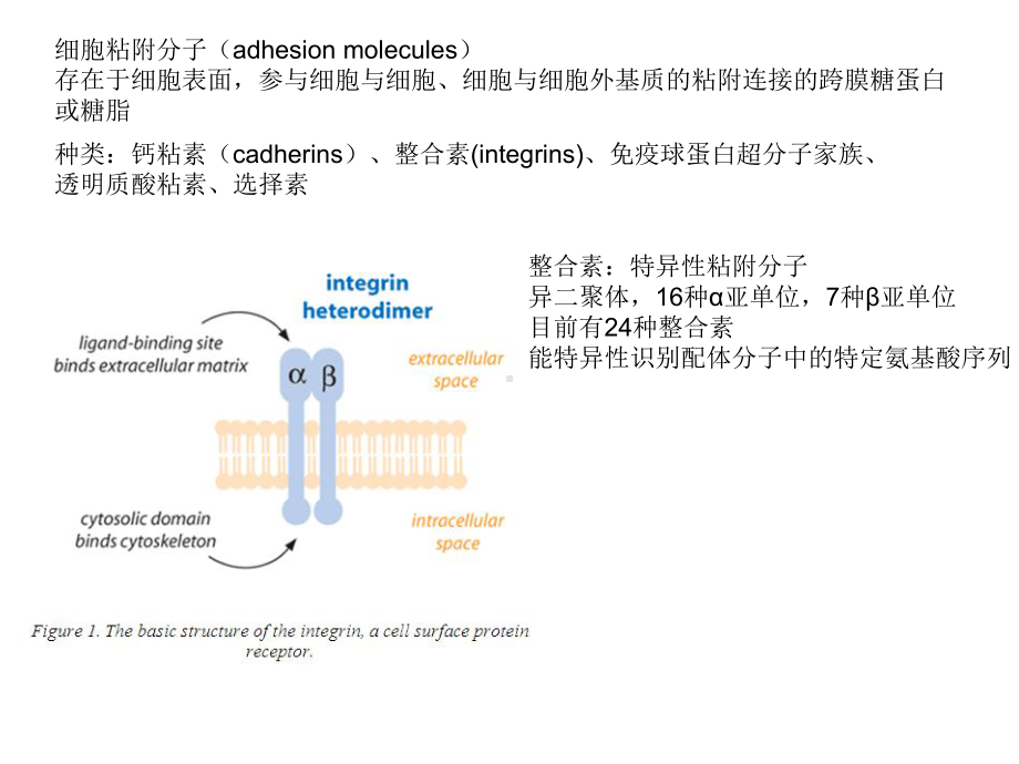 细胞在生物材料表面的粘附及影响粘附的因素课件.ppt_第3页