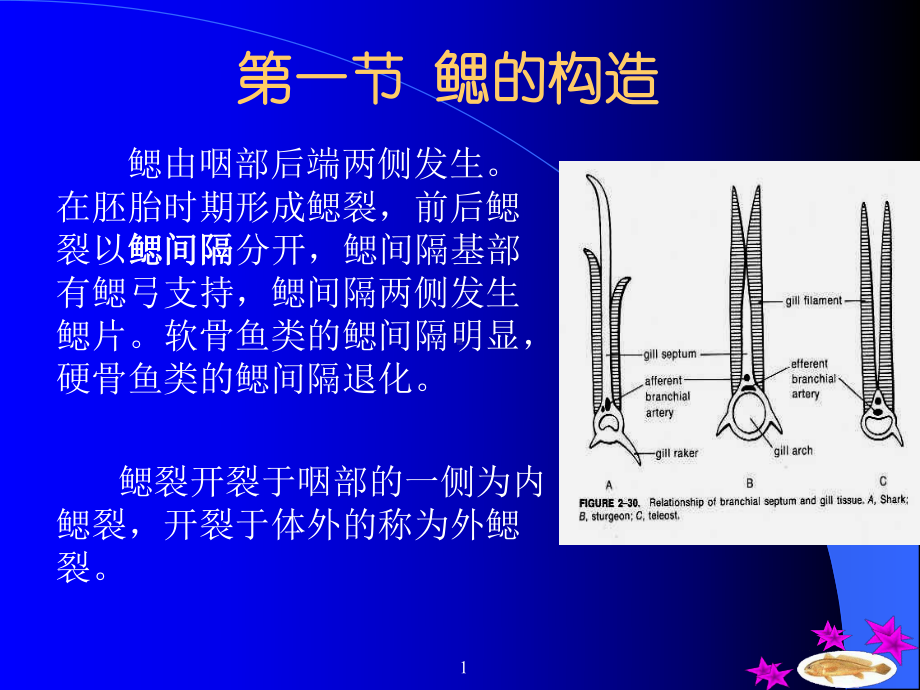 第六章-鱼类的呼吸系统课件.ppt_第1页