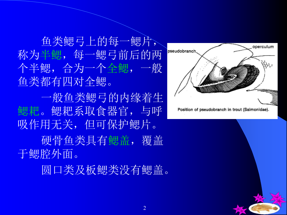 第六章-鱼类的呼吸系统课件.ppt_第2页