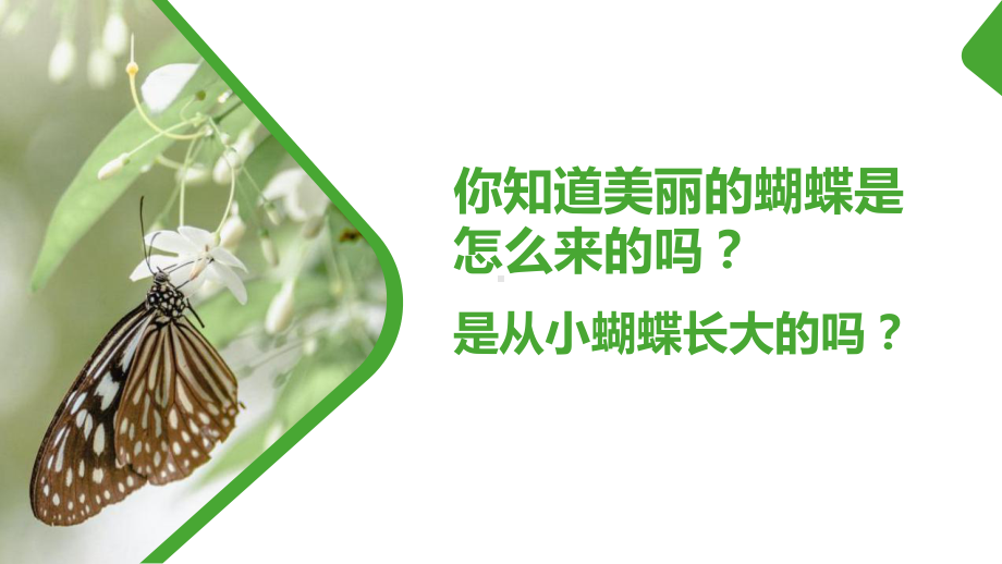 人教版八年级生物上册昆虫的生殖和发育PPT模板.pptx_第2页