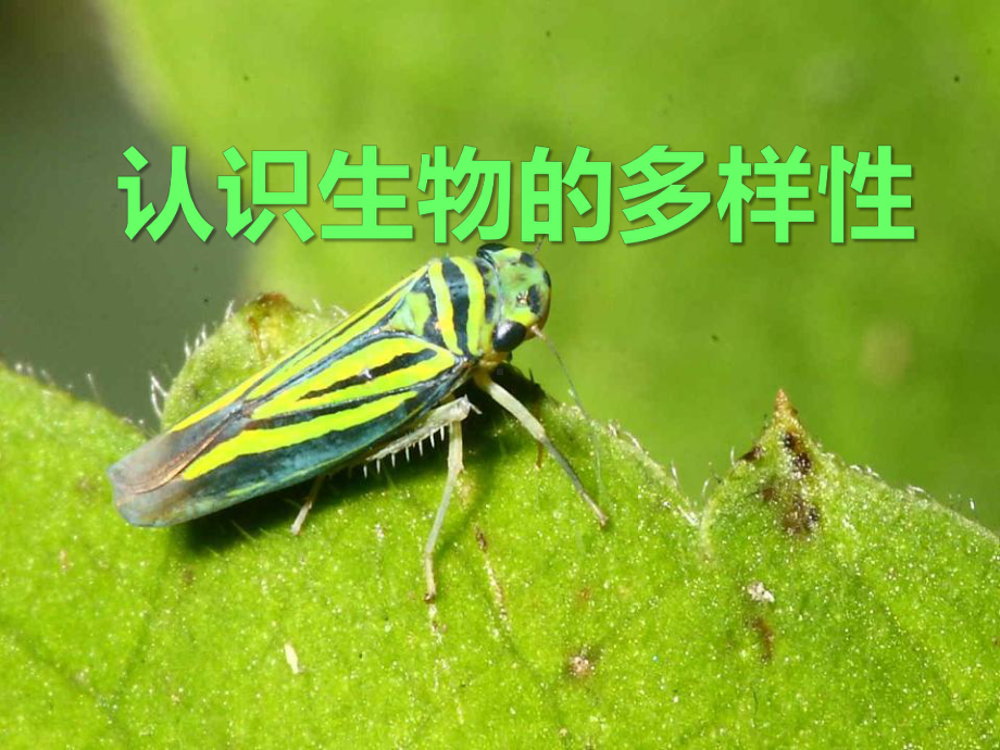 《认识生物的多样性》PPT优秀课件.ppt_第1页