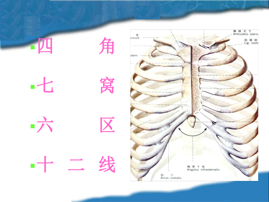 胸部体表标志概要课件.ppt_第2页