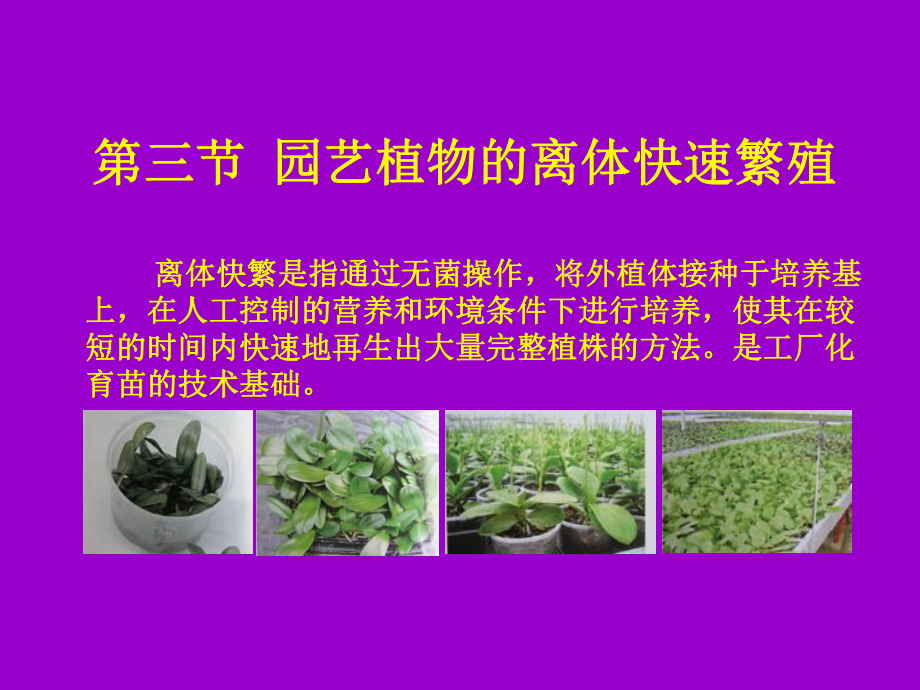 第三章第三节-园艺植物的离体快繁分析课件.ppt_第1页