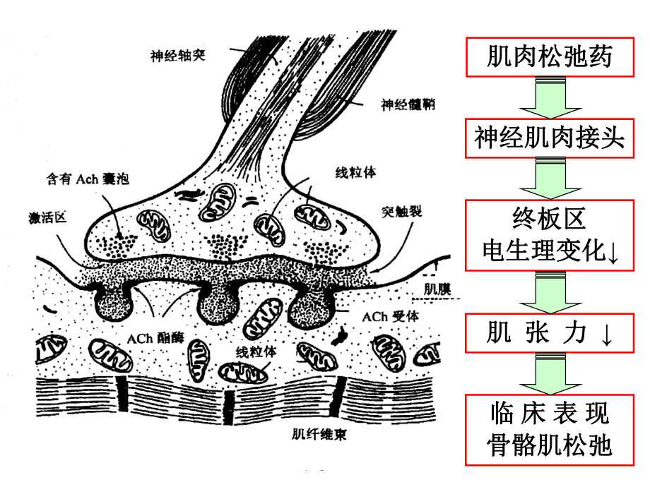 肌肉松弛药合理应用专家共识课件.pptx_第2页