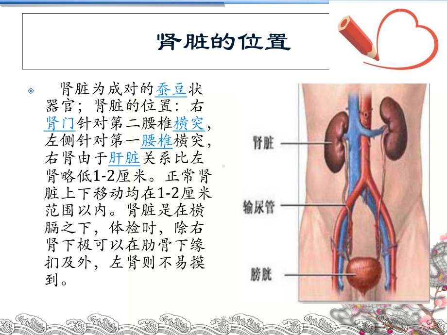 腹腔镜下肾切除术手术配合-PPT课件.ppt_第3页