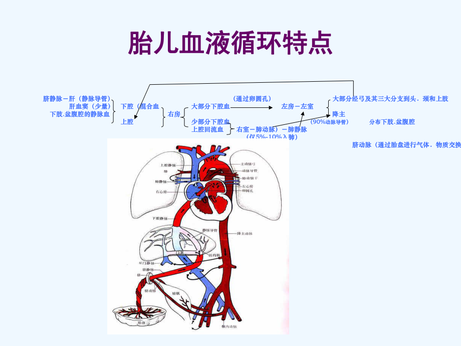 胎儿超声心动图ppt课件.ppt_第2页