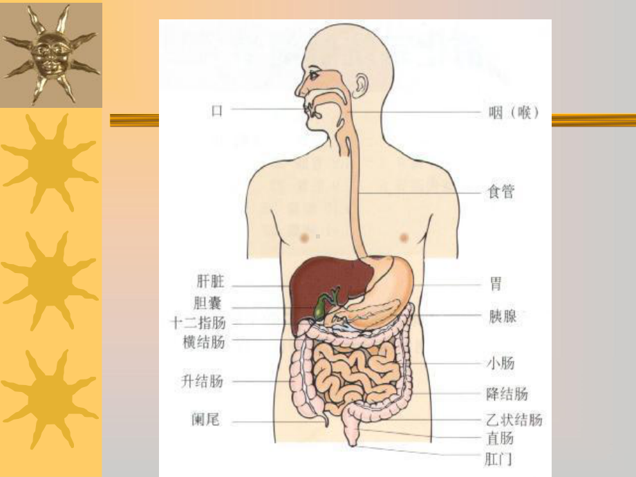 上消化道出血护理查房PPT课件.ppt_第2页