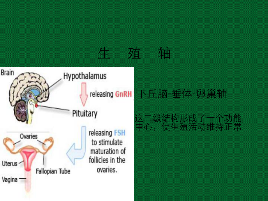 妇科内分泌基础课件.ppt_第3页