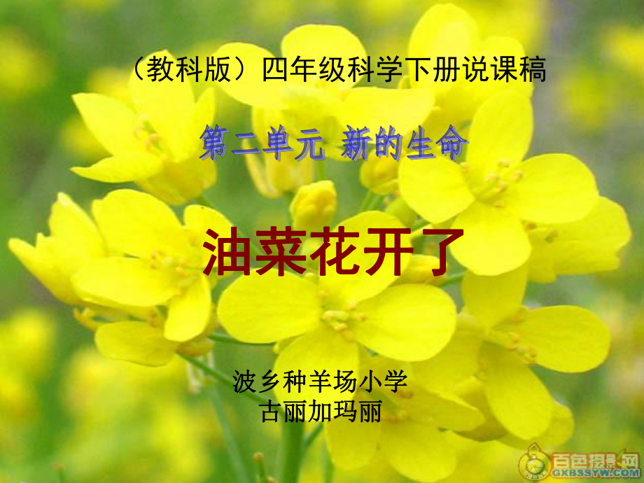 四年级科学下册《油菜花开了》说课稿课件.ppt_第1页