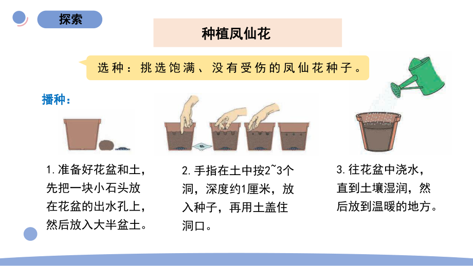 2022新教科版四年级科学下册第一单元《2种植凤仙花》课件.pptx_第3页