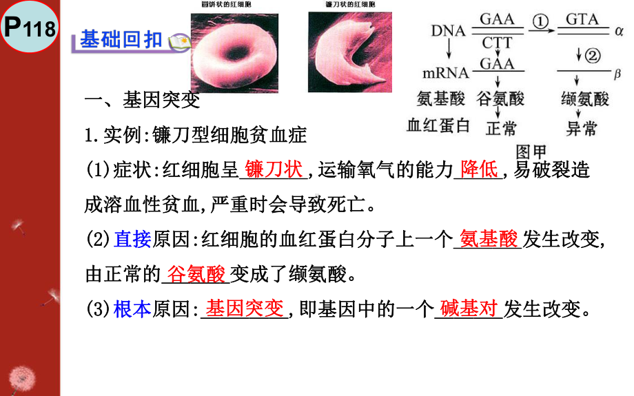 基因突变与基因重组简介课件.ppt_第3页