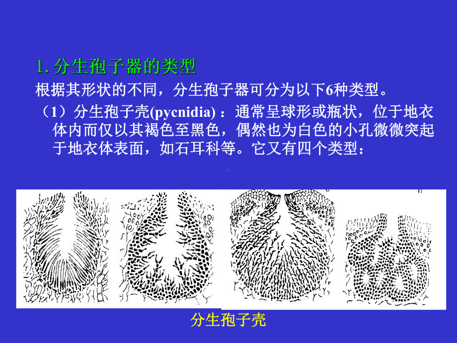 地衣的繁殖课件.ppt_第3页